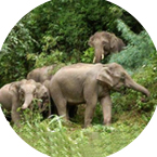 保護野生動物實現人與動物和平共處